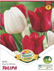TULIPÁN DUO - bordó-fehér / Tulipán virághagyma