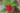 cestrum-elegans-rubrum-bíboros-kalapácscserje2