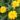 coreopsis-grandiflora-Presto_yellow-double-menyecskeszem2