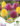 duo-tulipán-sárga-lila