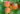 lilly_cot_kajszi