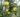 london_pepin_alma