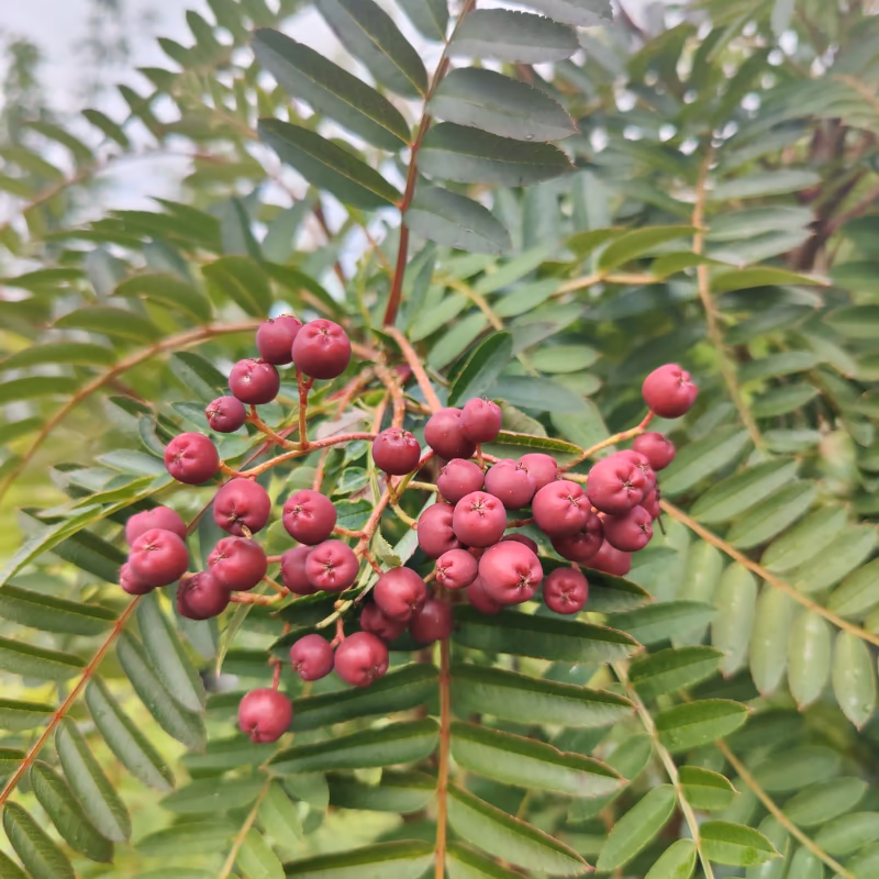 sorbus_aucuparia_purple_magic_madárberkenye
