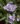 tradescantia_bilberry_ice_kerti_pletyka