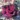 Baccara_torzses-rozsa