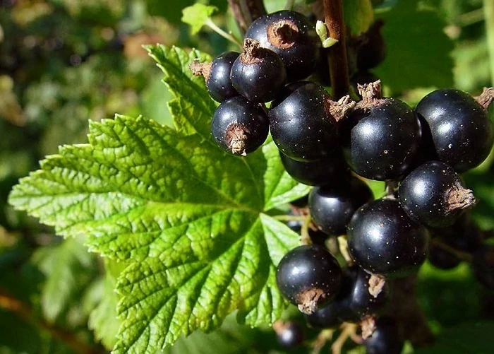 Ribizli 'Aranka' (bokor)