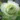 lovely_green_rozsa
