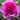 sweet_madame_blue_rozsa