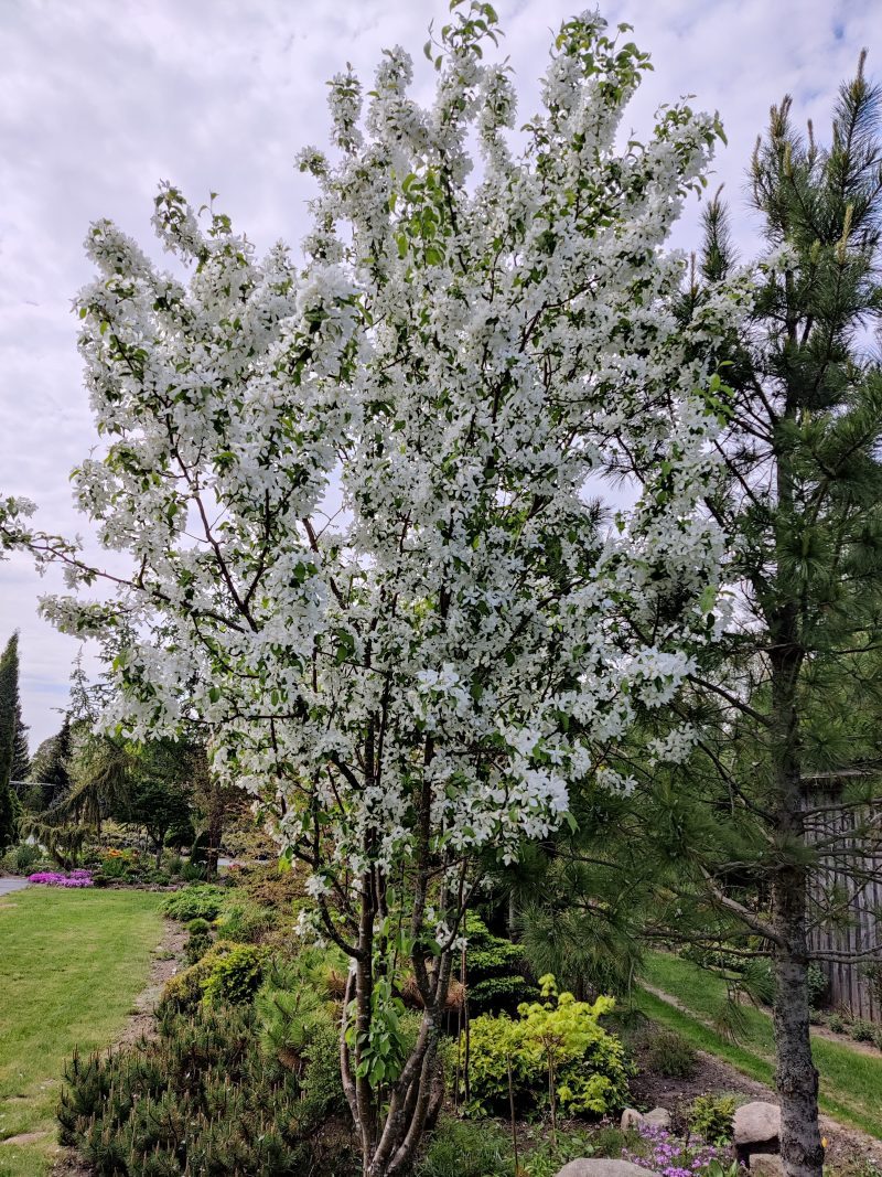 Malus baccata ’Street Parade’ / Díszalma