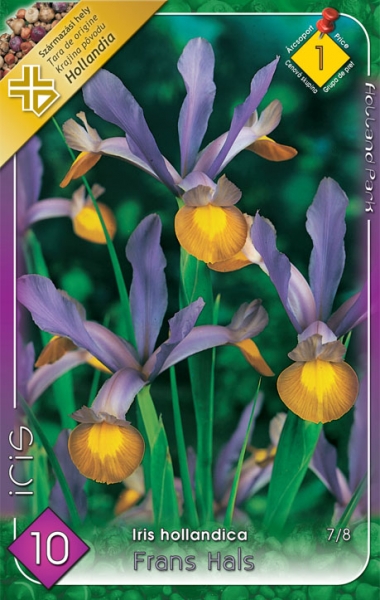 Iris hollandica 'Frans Hals' / Nőszirom virághagyma