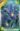 iris_blue_magic_noszirom_viraghagyma