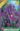 iris_hollandica_purple_sensation_noszirom_viraghagyma