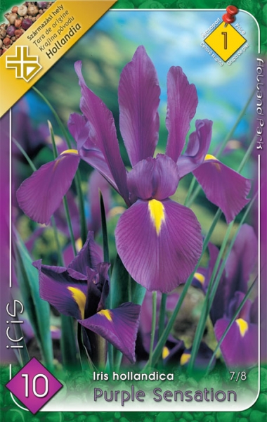 Iris hollandica 'Purple Sensation' / Nőszirom virághagyma