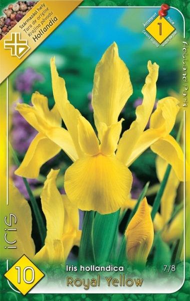 Iris hollandica 'Royal Yellow' / Nőszirom virághagyma