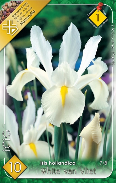 Iris hollandica 'White van Vliet' / Nőszirom virághagyma