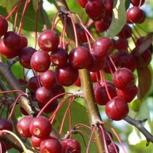 Malus baccata ’Street Parade’ / Díszalma - Image 2