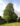 alnus-cordata