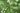 alnus_cordata_szivlevelu_olasz_eger