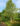 betula_nigra_fekete_nyir