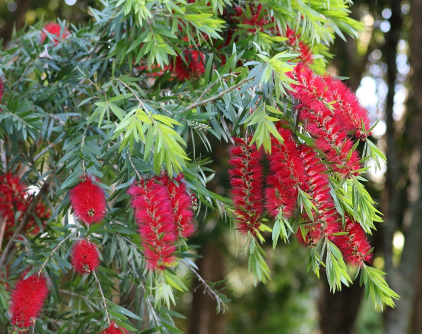 Callistemon viminalis 'Captain Cook' / Kefevirág