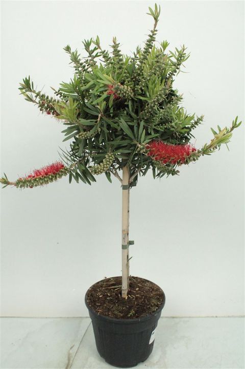 Callistemon viminalis 'Captain Cook' / Kefevirág - Image 2