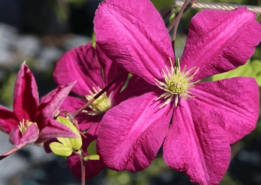 Clematis 'Kryspina'