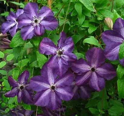 Clematis 'Night Veil'