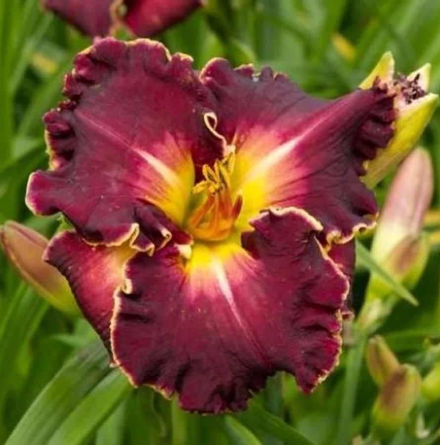 Hemerocallis 'Excellent' / Sásliliom
