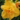 hemerocallis_patricia_sasliliom