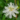 passiflora_cooltropics_snowstar_golgotavirag