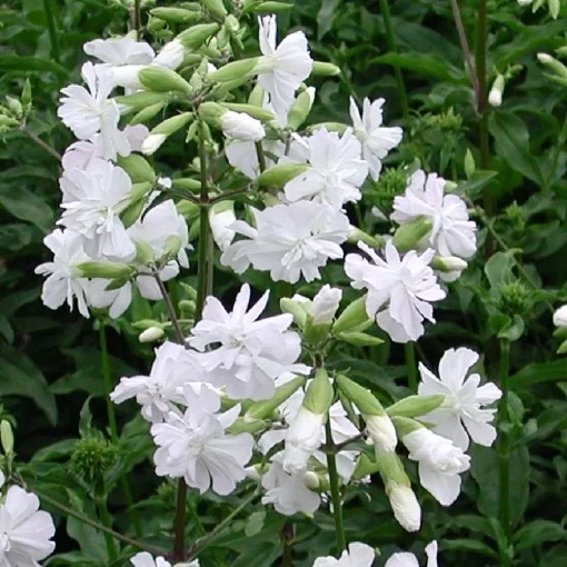 Saponaria officinalis ’Alba Plena’ / Szappanfű