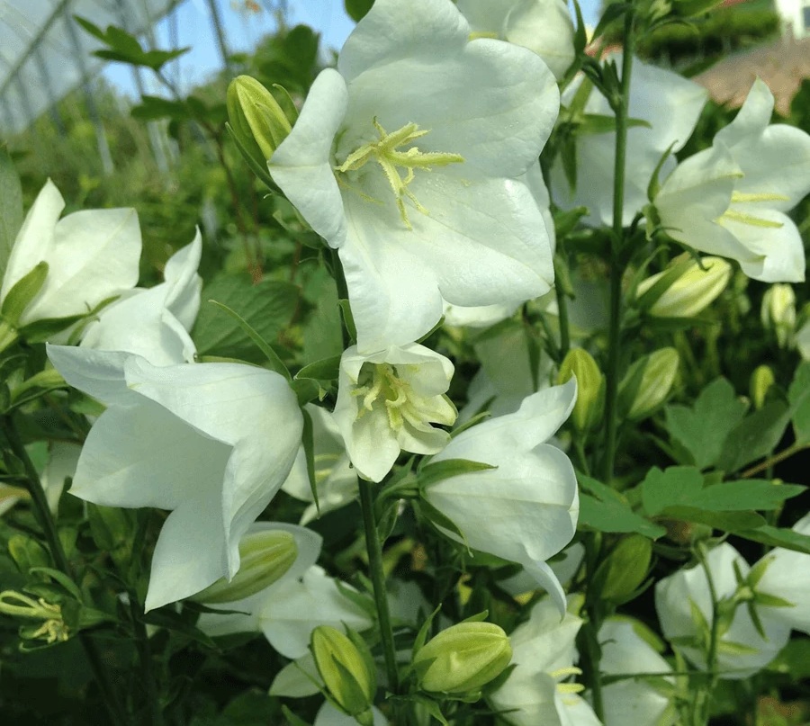 Campanula persicifolia 'Takion White' / Baracklevelű harangvirág (fehér)