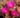 ice-cream-fuchsia-delosperma-delvirag