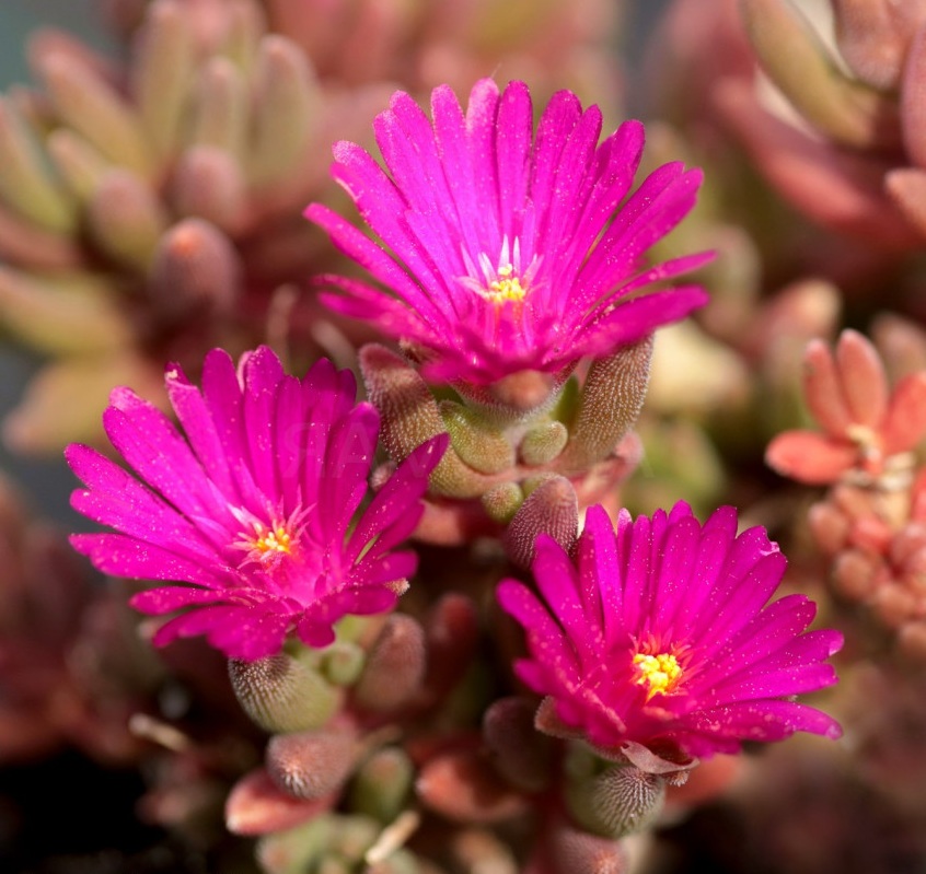 Delosperma 'Ice Cream Fuchsia'/ Délvirág