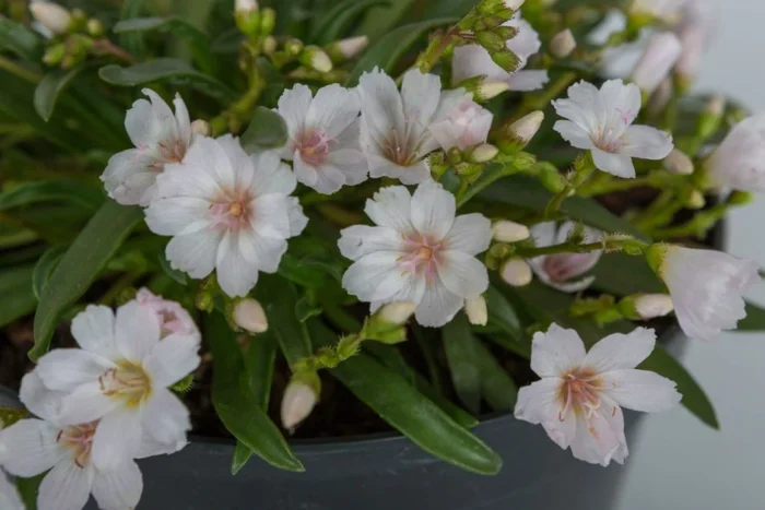 Lewisia longipetala ’Little Snowberry’ / Dohánygyökér – Növényfutár ...