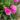 lewisia_little-raspberry_dohanygyoker