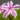 phlox_subulata_kimono_pink_white