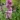 verbascum_pink_domino_okorfarkkoro