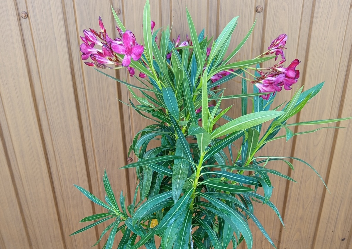 Nerium oleander / Leander - sötétrózsaszín (törzses) - Image 2