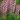 Acanthus-hungaricus-White-Lips-balkani-medvekorom