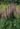 Acanthus_hungaricus_White_Lips_Medvekorom