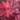 Acer-palm-Twomblys-Red-Sentinel-oszlopos-japan juhar