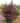 Acer-palmatum-Black-Lace