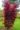 Acer-palmatum-Twomblys-Red-Sentinel-oszlopos-japan juhar