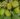 Actinidia_arguta_Chang_Bai_Giant_orias_kopasz_kivi