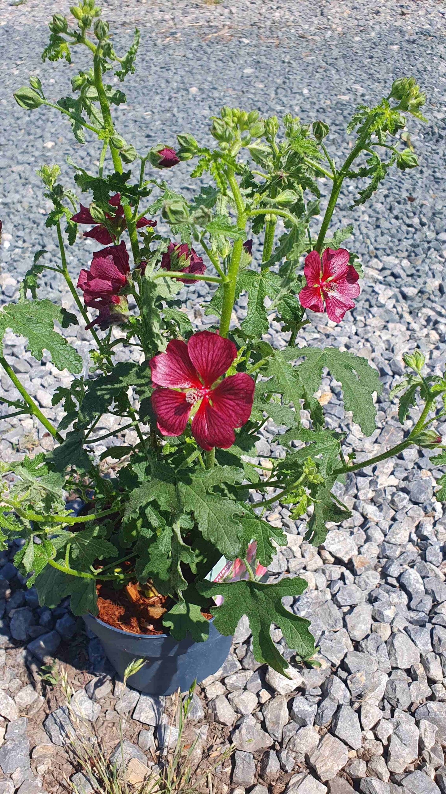 Anisodontea 'Candy Apple' / Fokföldi mályva
