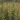 Baptisia-Decadence-Deluxe-Pink-Lemonade-borsofurt