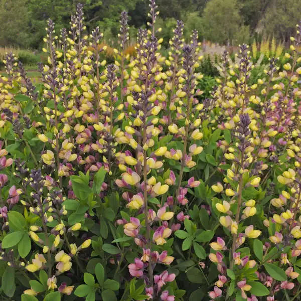 Baptisia Decadence ’Pink Lemonade’ / Borsófürt