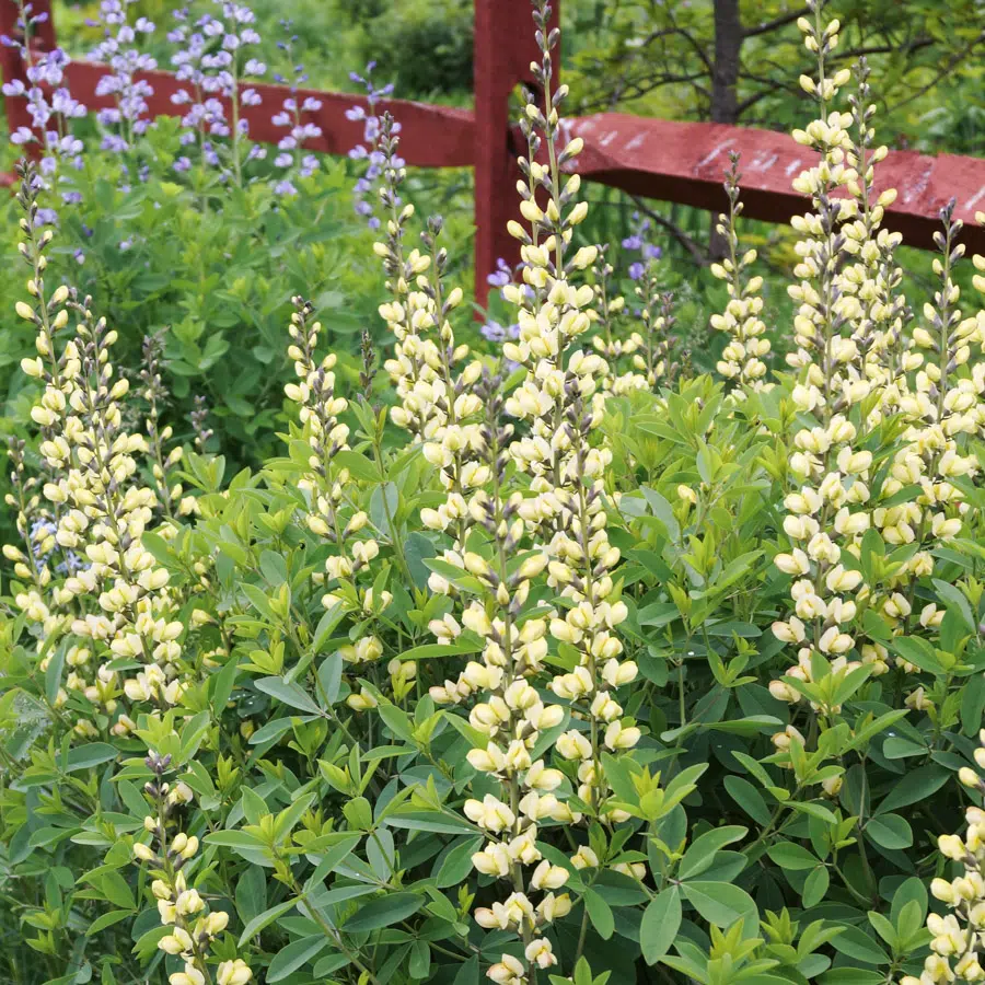 Baptisia Decadence ’Vanilla Cream’ / Borsófürt