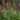 Baptisia_decadence_dark_chocolate_borsofurt